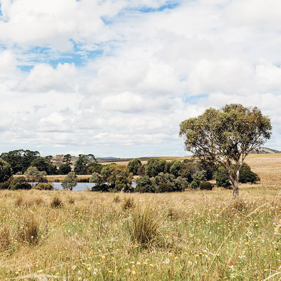 Organic grass fed beef